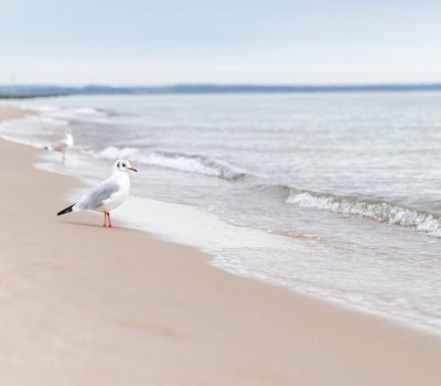 white gull looks at the sea, side view